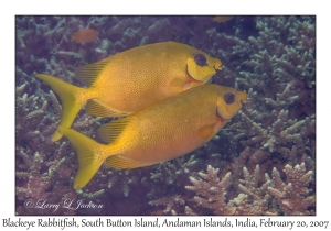 Blackeye Rabbitfish