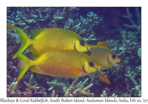 Blackeye & Coral Rabbitfish