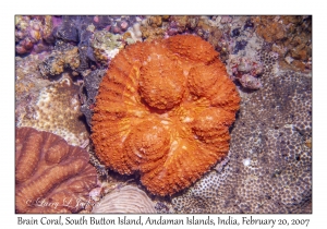 Brain Coral