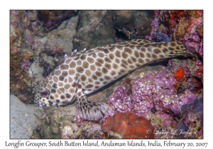 Longfin Grouper