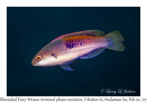 Bluesided Fairy Wrasse terminal phase variation