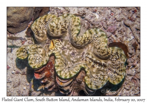 Fluted Giant Clam