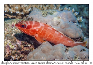 Blacktip Grouper variation