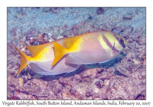 Virgate Rabbitfish