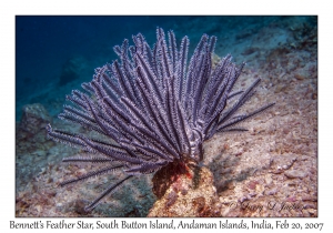 Bennett's Feather Star