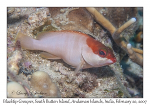 Blacktip Grouper