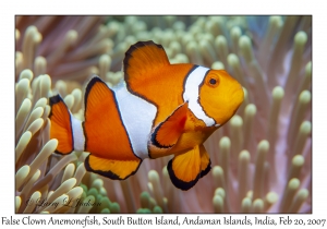 False Clown Anemonefish female