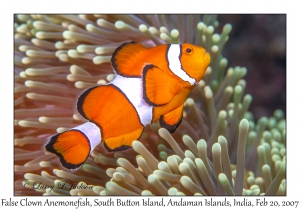 False Clown Anemonefish female