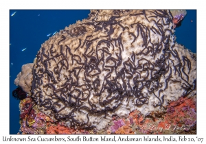 Unknown Sea Cucumber