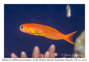 Midas Coralblenny variation