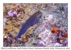 Black Coralblenny