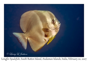 Longfin Spadefish