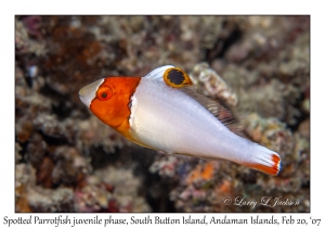 Spotted Parrotfish juvenile phase