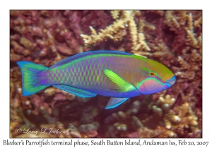 Bleeker's Parrotfish terminal phase