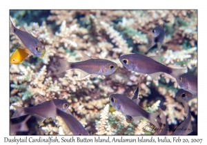 Duskytail Cardinalfish