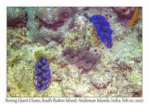 Boring Giant Clam