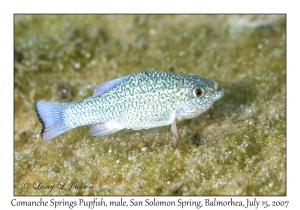 Comanche Springs Pupfish, male