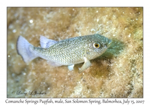 Comanche Springs Pupfish, male