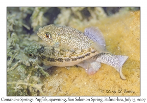 Comanche Springs Pupfish, spawning