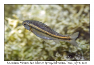 Roundnose Minnow