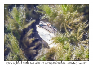 Spiny Softshell Turtle