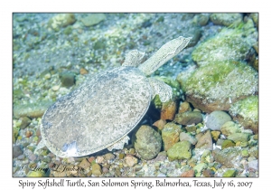 Spiny Softshell Turtle