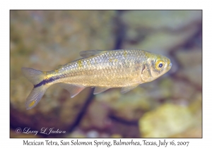 Mexican Tetra