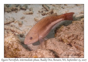 Queen Parrotfish