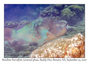 Rainbow Parrotfish