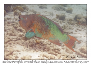 Rainbow Parrotfish