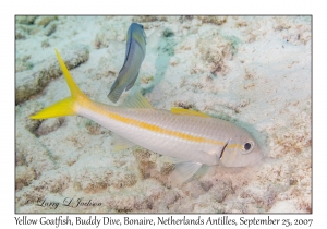 Yellow Goatfish