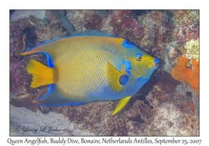 Queen Angelfish