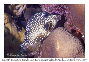 Smooth Trunkfish