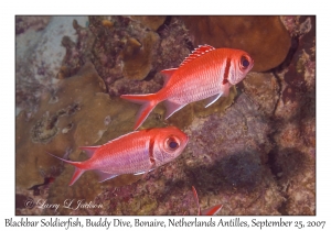 Blackbar Soldierfish