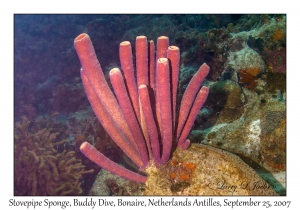 Stovepipe Sponge