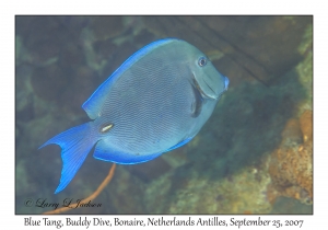 Blue Tang