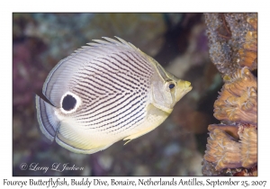 Foureye Butterflyfish