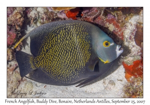 French Angelfish