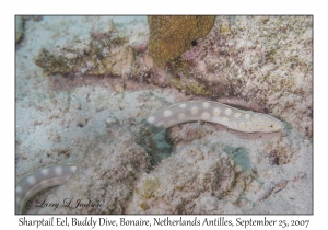 Sharptail Eel