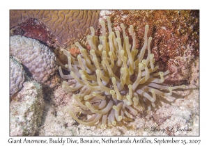 Giant Anemone