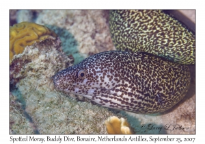 Spotted Moray