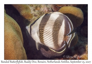 Banded Butterflyfish