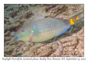 Stoplight Parrotfish