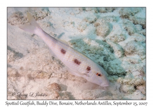 Spotted Goatfish