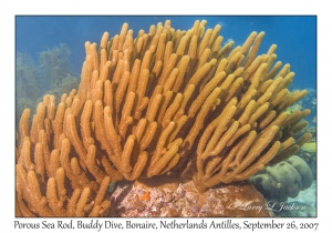 Porous Sea Rod