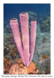 Stovepipe Sponge