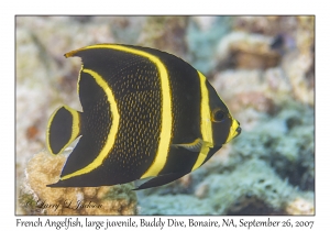 French Angelfish