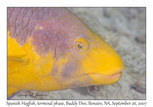 Spanish Hogfish