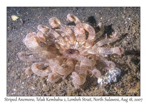 Striped Anemone