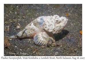 Flasher Scorpionfish